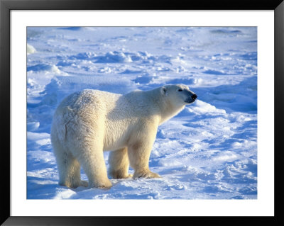 A Polar Bear Walks Across A Snowfield by Paul Nicklen Pricing Limited Edition Print image