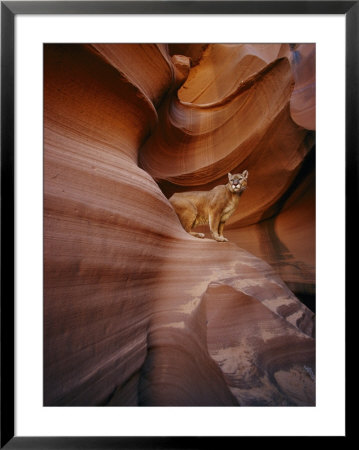 A Mountain Lion Pauses On A Ledge Inside A Swirled Rock Chasm by Norbert Rosing Pricing Limited Edition Print image