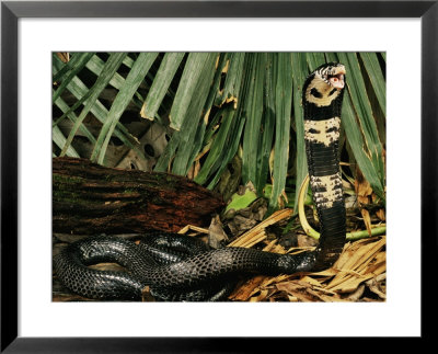 Black Forest Cobra Native To Africa by George Grall Pricing Limited Edition Print image