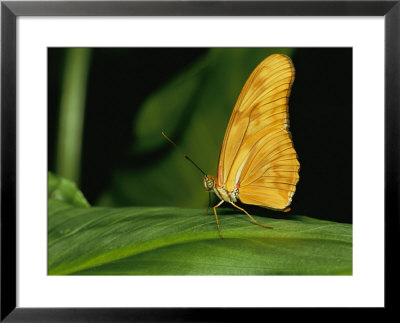 An Orange Long Wing Butterfly, Also Known As A Julia Butterfly, Lands On A Green Plant by Roy Toft Pricing Limited Edition Print image