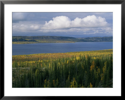 Autumn Foliage Surrounds Campbell Lake Near Inuvik by Raymond Gehman Pricing Limited Edition Print image