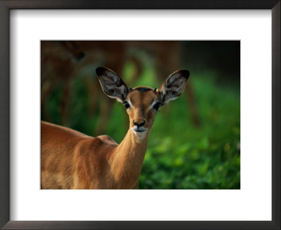 A Young Impala Stares At The Camera by Beverly Joubert Pricing Limited Edition Print image
