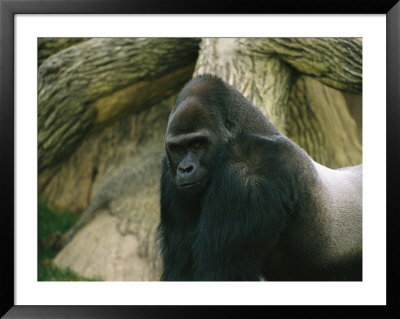 A Captive Mountain Gorilla by Joel Sartore Pricing Limited Edition Print image