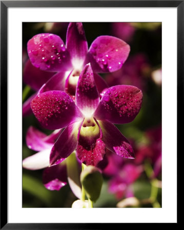 Orchid Detail At National Orchid Garden, Singapore Botanic Gardens, Singapore, Singapore by Glenn Beanland Pricing Limited Edition Print image