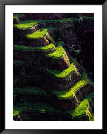 Rice Growing Hillside Of The Banaue Valley, Ifugao, Philippines by John Pennock Pricing Limited Edition Print image