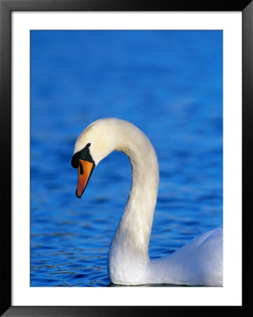 Mute Swan Or White Swan (Cygnus Olor), United Kingdom by David Tipling Pricing Limited Edition Print image