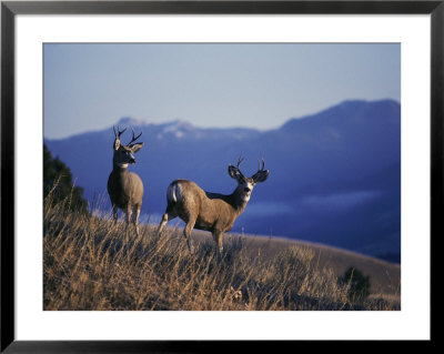 Two Mule Deer Bucks Stand On A Grassy Slope by Michael S. Quinton Pricing Limited Edition Print image
