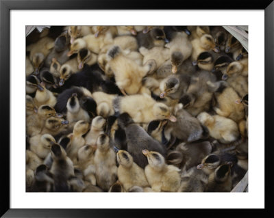 Fuzziness Abounds In A Basket Full Of Baby Ducks by Jodi Cobb Pricing Limited Edition Print image