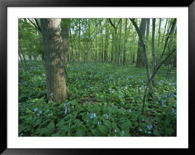 Virginia Bluebells Around A Tree In Rock Creek Park by Taylor S. Kennedy Pricing Limited Edition Print image