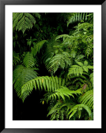 Close View Of Lush Foliage In A Rain Forest by Todd Gipstein Pricing Limited Edition Print image