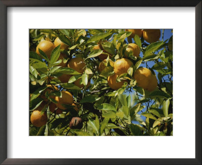 An Orange Tree Bears Fruit Along Sunset Boulevard by Stephen St. John Pricing Limited Edition Print image