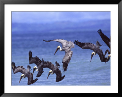 Group Of Brown Pelicans (Pelecanus Occidentalis) Diving Into Water by Roy Toft Pricing Limited Edition Print image