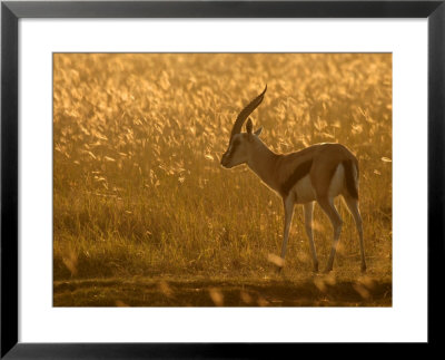 A Grants Gazelle In A Grassy Field At Sunrise (Gazella Granti) by Roy Toft Pricing Limited Edition Print image