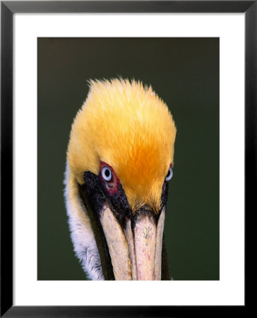 Male Brown Pelican In Breeding Plumage, Sanibel Island, Florida, Usa by Charles Sleicher Pricing Limited Edition Print image
