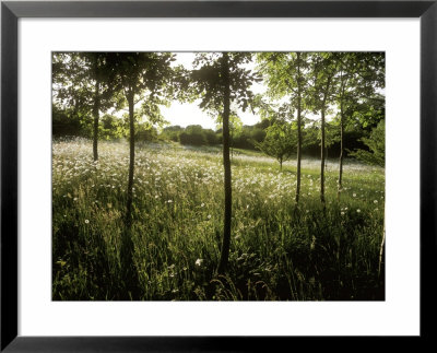 Wildflower Meadow, View Of Wild Flowers And Trees by Fiona Mcleod Pricing Limited Edition Print image
