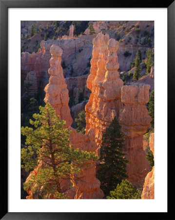 Pinnacles And Ponderosa Pines At Sunrise, Fairyland Canyon, Bryce Canyon National Park, Utah, Usa by Scott T. Smith Pricing Limited Edition Print image