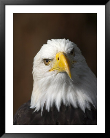 A Close View Of The Head Of An American Bald Eagle by Ralph Lee Hopkins Pricing Limited Edition Print image