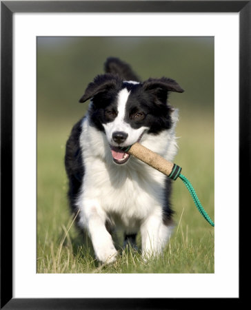 Dog, Border Collie, Lemgo, Germany by Thorsten Milse Pricing Limited Edition Print image