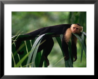 White-Faced Capuchin (Cebus Capucinus) Laying On A Branch In A Tropical Rainforest, Costa Rica by Ralph Lee Hopkins Pricing Limited Edition Print image