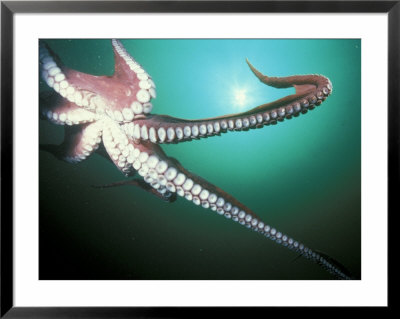 Giant Pacific Octopus, Pacific Northwest, Usa by Stuart Westmoreland Pricing Limited Edition Print image