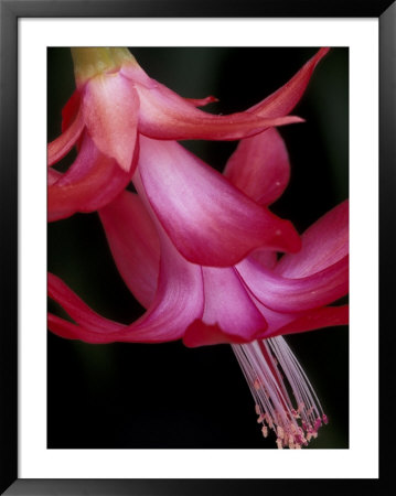 Christmas Cactus Flower Detail, Washington, Usa by Jamie & Judy Wild Pricing Limited Edition Print image