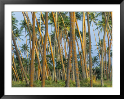 Coconut Plantation, Taveuni Island, Fiji by Upperhall Pricing Limited Edition Print image
