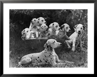 Postchaise Pluto One Of Mrs Rowberry's Bitches With Her Puppies In A Basket by Thomas Fall Pricing Limited Edition Print image