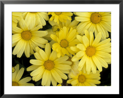 Yellow Roses In The Bellevue Botanical Garden, Bellevue, Washington, Usa by Jamie & Judy Wild Pricing Limited Edition Print image