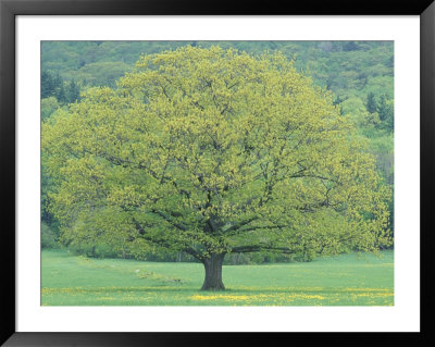 Northern Red Oak, New Hampshire, Usa by Jerry & Marcy Monkman Pricing Limited Edition Print image