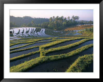 Rice Terraces In Centre Of The Island, Bali, Indonesia, Southeast Asia by Bruno Morandi Pricing Limited Edition Print image