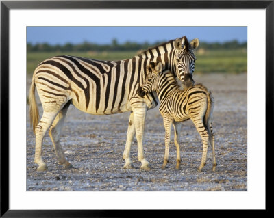 Burchell's Zebra (Equus Burchelli) With Foal, Etosha National Park, Namibia by Steve & Ann Toon Pricing Limited Edition Print image