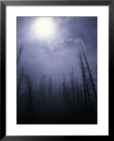 Strange Light Over Dead Trees, Colorado by Michael Brown Pricing Limited Edition Print image