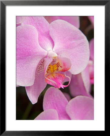 San Francisco Conservatory Of Flowers. A Pink Orchid In The Phalaenopsis Family by Julie Eggers Pricing Limited Edition Print image