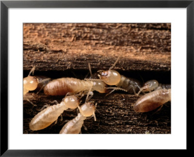Termites by George Grall Pricing Limited Edition Print image