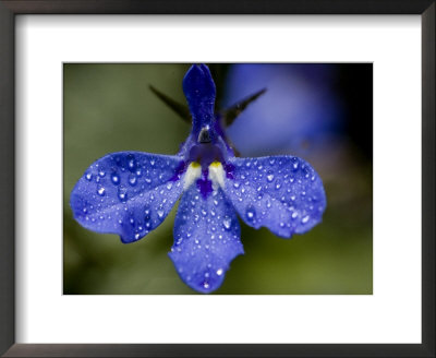 Close View Of Droplets Of Water On A Blue Flower, Groton, Connecticut by Todd Gipstein Pricing Limited Edition Print image