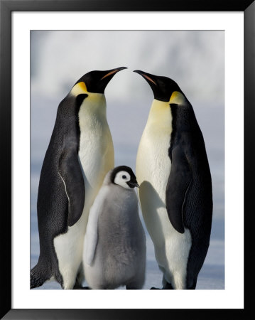Emperor Penguins (Aptenodytes Forsteri) And Chick, Snow Hill Island, Weddell Sea, Antarctica by Thorsten Milse Pricing Limited Edition Print image