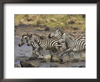 Common Zebra Or Burchell's Zebra Crossing Mara River, Masai Mara National Reserve, Kenya, Africa by James Hager Pricing Limited Edition Print image
