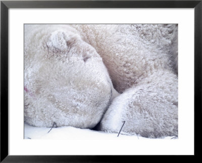 Polar Bear Lying In Snow, Wapsuk National Park, Canada by Harry Walker Pricing Limited Edition Print image