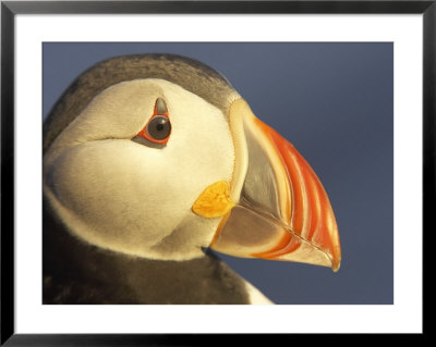 Atlantic Puffin, Close-Up Portrait Of Adult In Breeding Plumage, Iceland by Mark Hamblin Pricing Limited Edition Print image