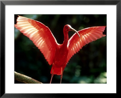 Scarlet Ibis, Sao Paulo, Brazil by Berndt Fischer Pricing Limited Edition Print image