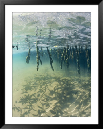 Mangrove Tree Roots Cast Shadows On The Sandy Bottom by Nick Caloyianis Pricing Limited Edition Print image