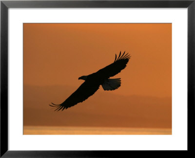 American Bald Eagle Soaring At Sunset (Haliaeetus Leucocephalus) by Roy Toft Pricing Limited Edition Print image