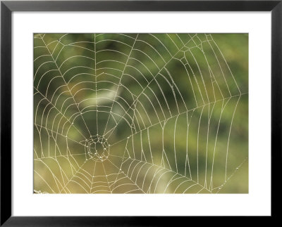 A Close View Of The Web Of An Orb Weaver Spider by Norbert Rosing Pricing Limited Edition Print image