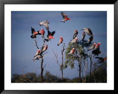 Galahs (Cacatua Roseicapilla), Currawinya National Park, Queensland, Australia by Mitch Reardon Pricing Limited Edition Print image