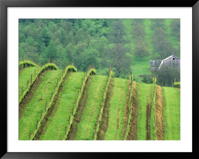 Grape Vineyards, Newberg, Oregon, Usa by Chuck Haney Pricing Limited Edition Print image