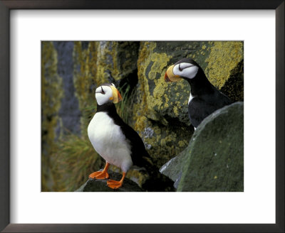 Horned Puffins On The Cliffs At Zapadni Sea Bird Colony, Pribilofs, St. Paul Island, Alaska, Usa by Hugh Rose Pricing Limited Edition Print image
