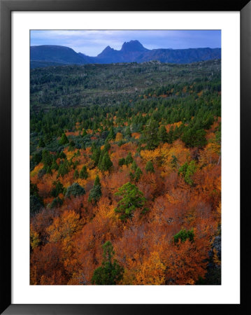 Trees With Cradle Mountain In Distance, Lake St. Clair National Park, Tasmania, Australia by Rob Blakers Pricing Limited Edition Print image