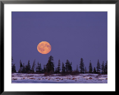 An Orange Full Moon Rises Over A Snowy Landscape by Norbert Rosing Pricing Limited Edition Print image