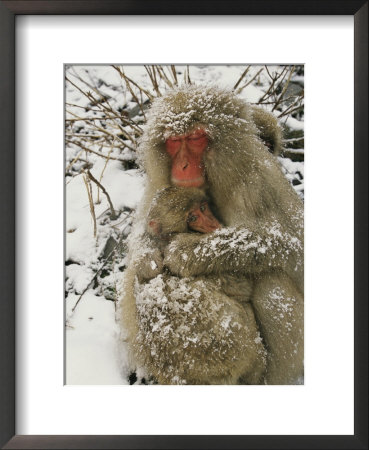 Japanese Macaques (Macaca Fuscata), Mother And Baby, Jigokudani, Japan by Roy Toft Pricing Limited Edition Print image