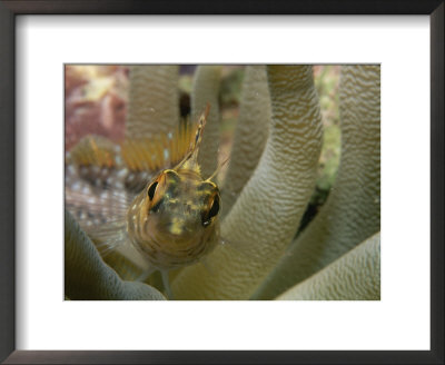 A Close View Of A Goby Among The Tentacles Of A Sea Anemone by Raul Touzon Pricing Limited Edition Print image